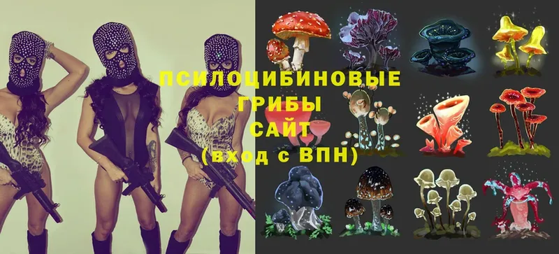 Псилоцибиновые грибы Psilocybine cubensis  Советская Гавань 